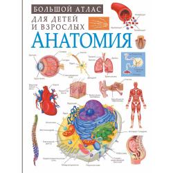 Анатомия / Спектор А.А.