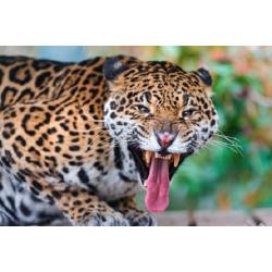 Холст с красками Рисование по номерам. Рычащий леопард в джунглях, 30х40 см