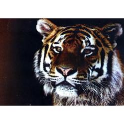 Алмазная мозаика Тигр