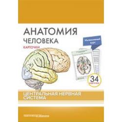 Анатомия человека. Центральная нервная система (34 карточки)