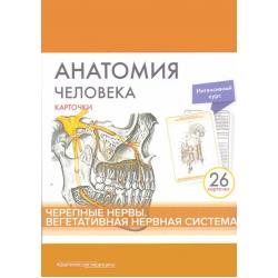 Анатомия человека. Черепные нервы. Вегетативная нервная система (26 карточек)